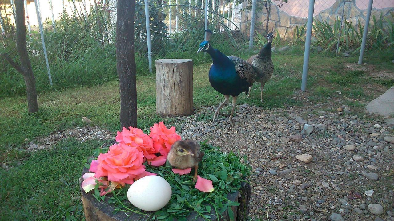 Paradise Hotel Madzharovo ภายนอก รูปภาพ